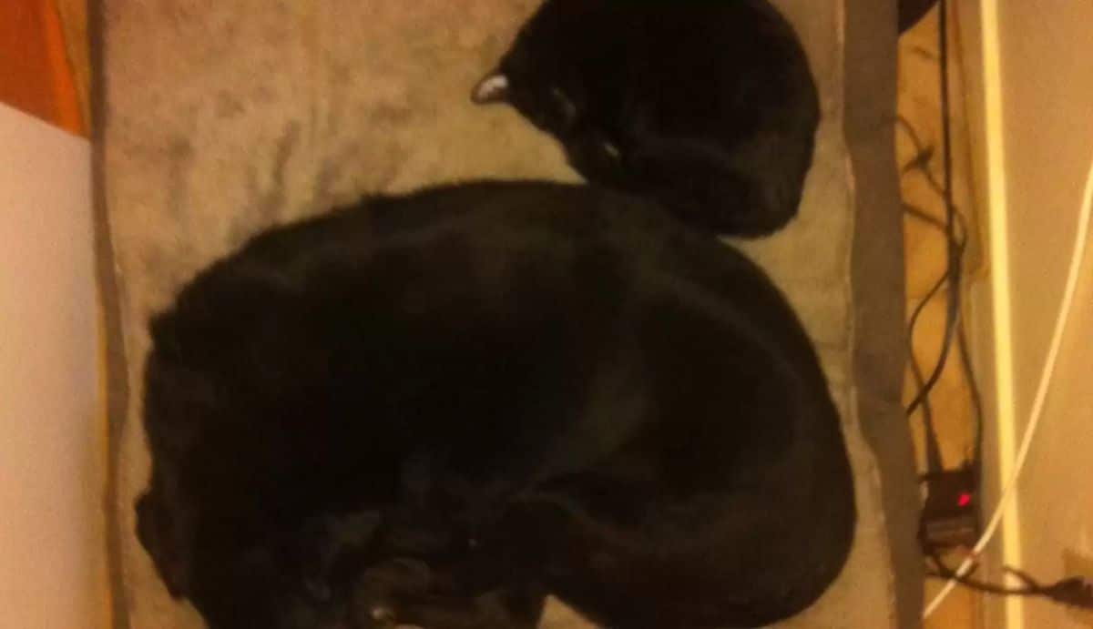 black dog sleeping curled up next to a black cat doing the same
