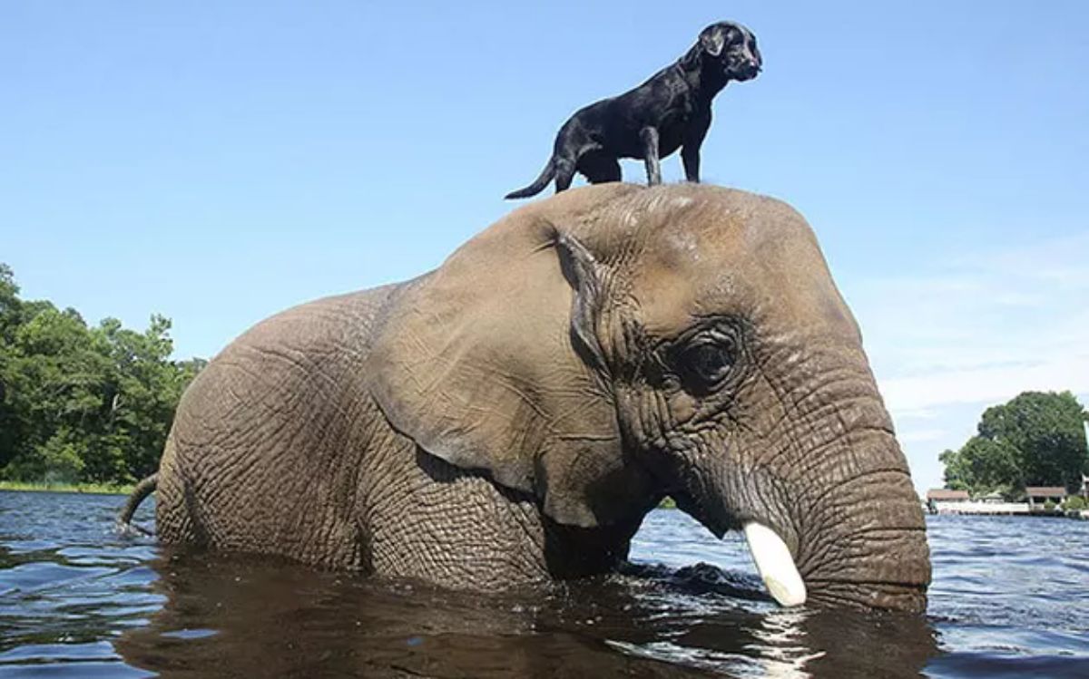 black dog standing on an elephant's head