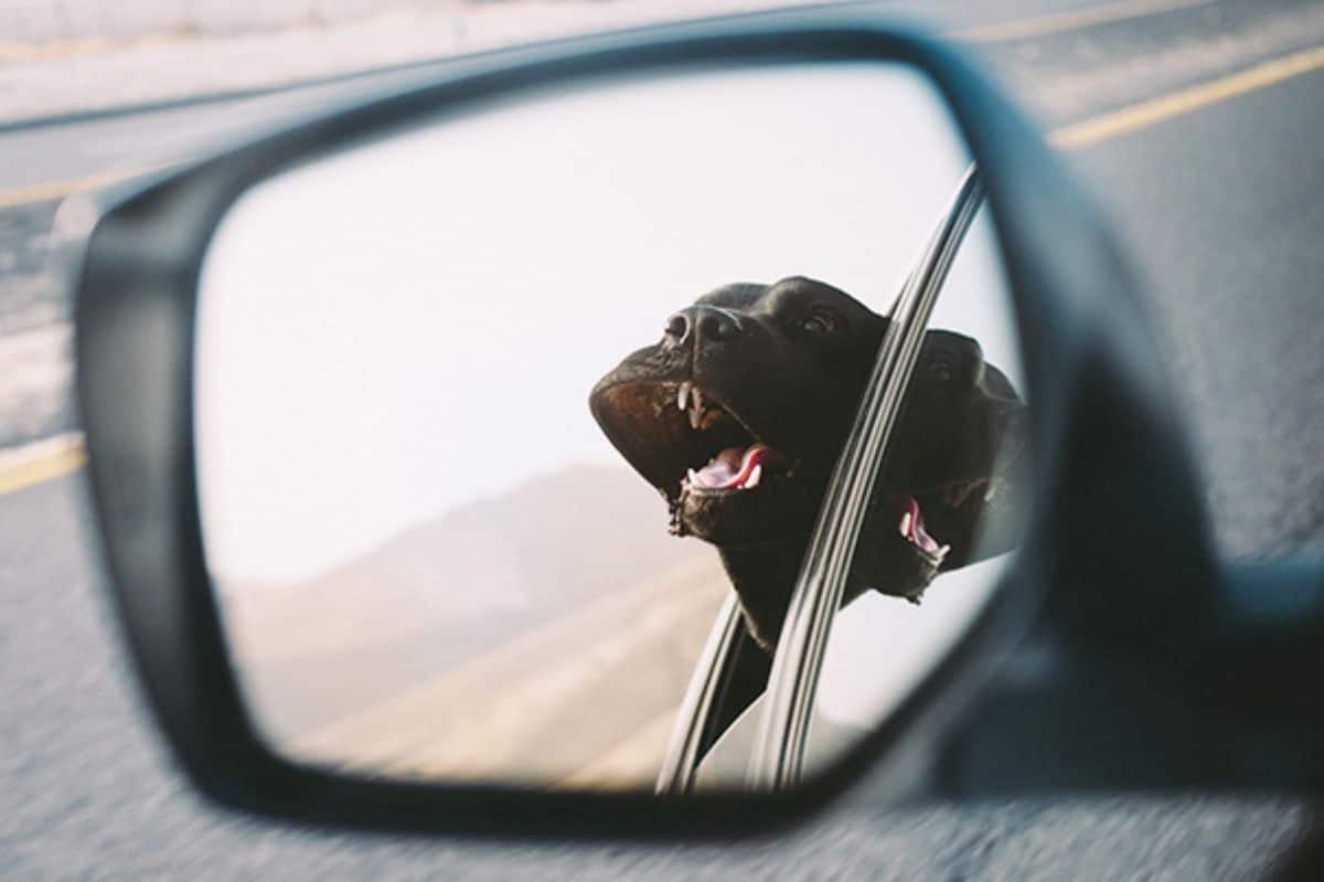 black dog sticking head out of a car window and the wind blowing the lips back seen through a side mirror