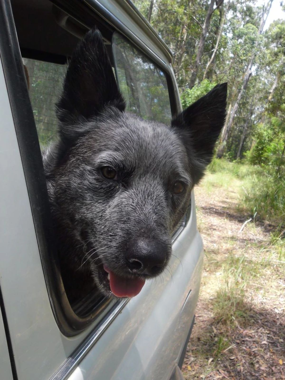 black dog sticking head out of a car window