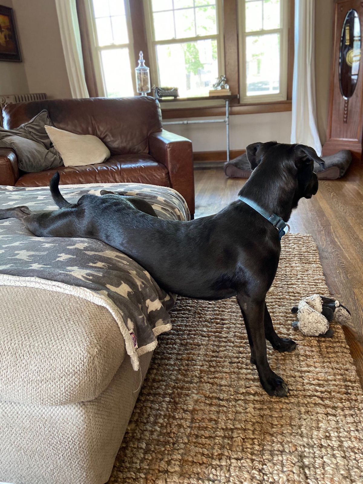 black dog with back half on a bed and the front legs on the floor