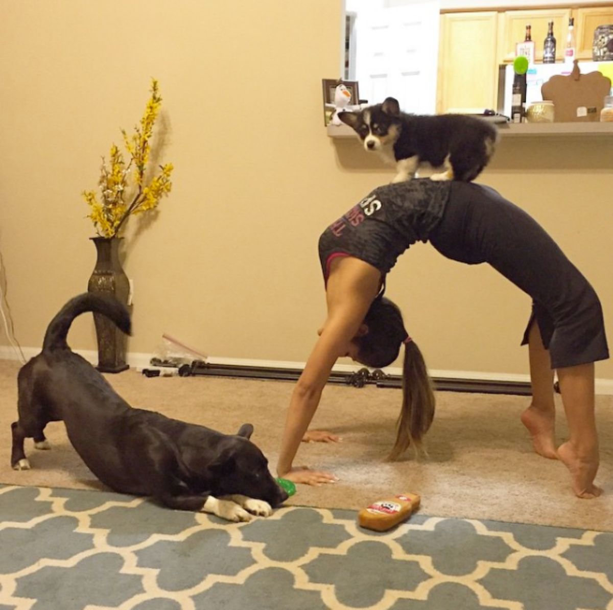 black dog with white paws stretching on the floor next to a woman doing yoga with a black brown and white corgi puppy standing on her stomach