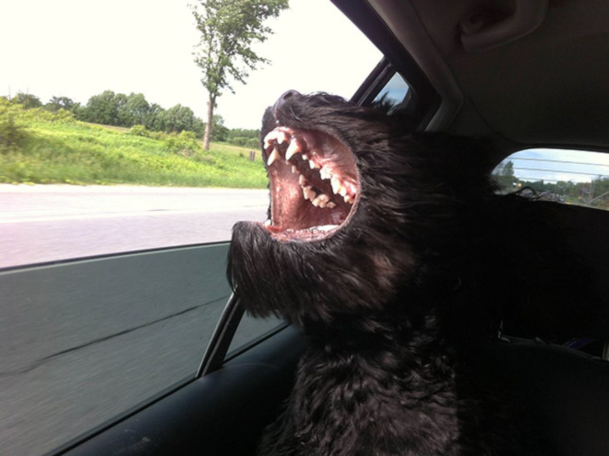 black fluffy dog with mouth open from the wind coming in through a car window