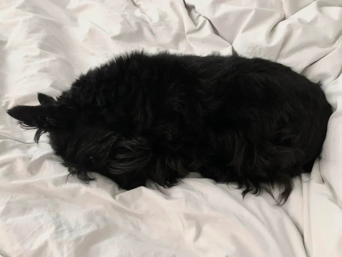 black fluffy scottish terrier sleeping in a ball on a white bed