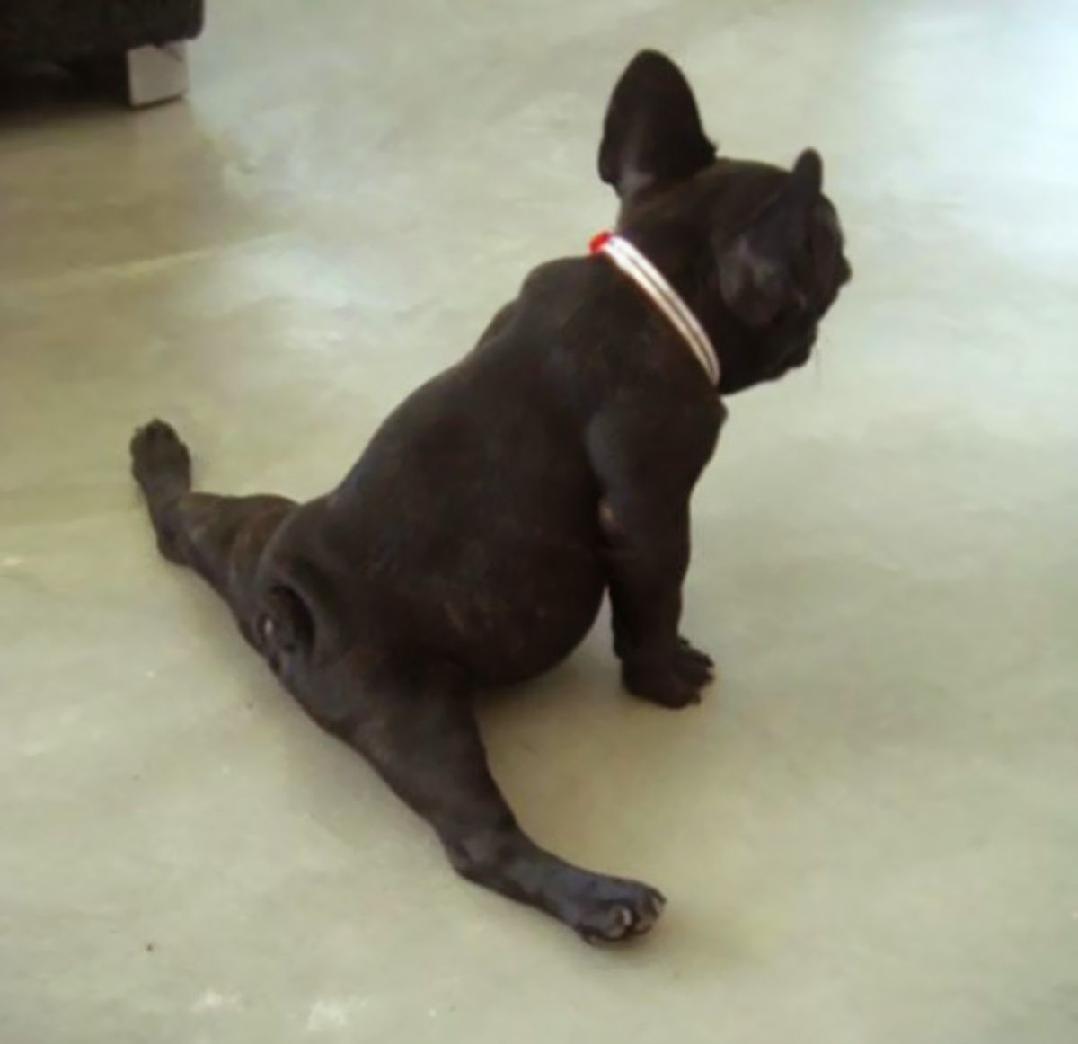 black french bull dog sitting on the floor with the back legs splayed to either side