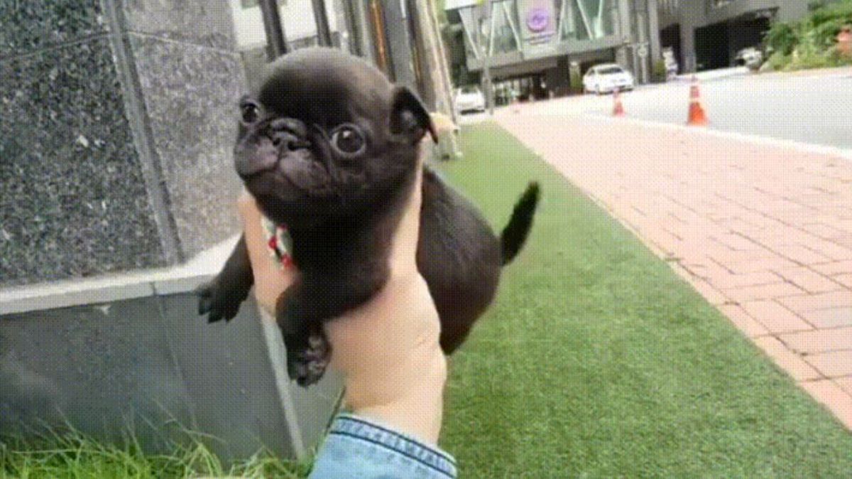 black french bulldog puppy being held up by someone