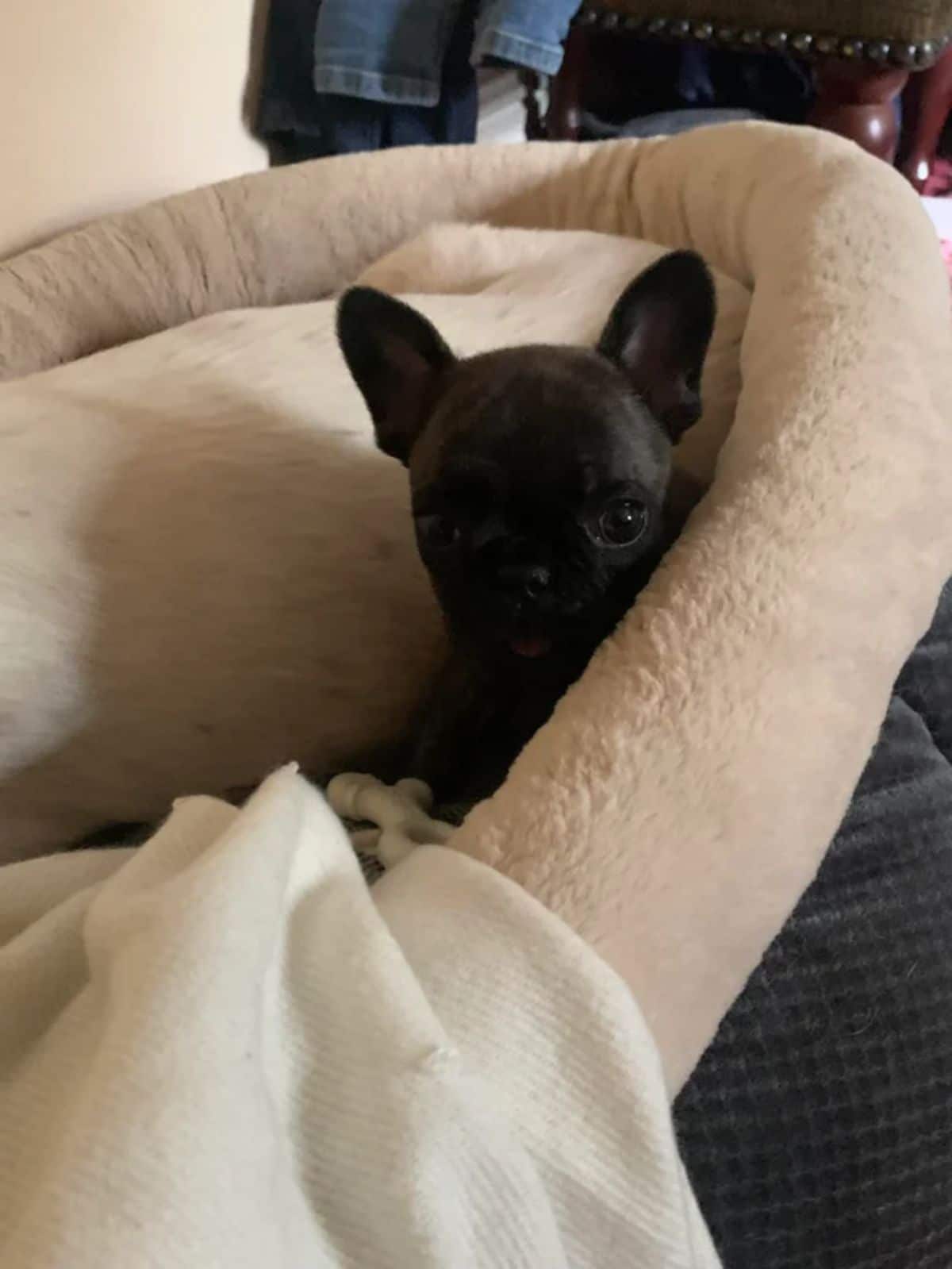 black french bulldog puppy sitting inside a beige dog bed next to a white dog