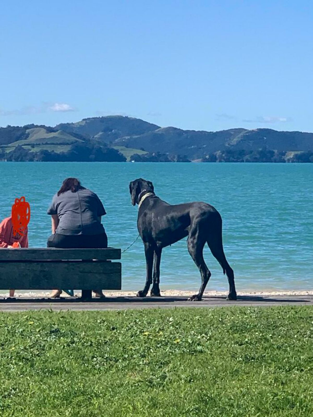 black great dane on a leash next to a woman sitting on a bench by a lake