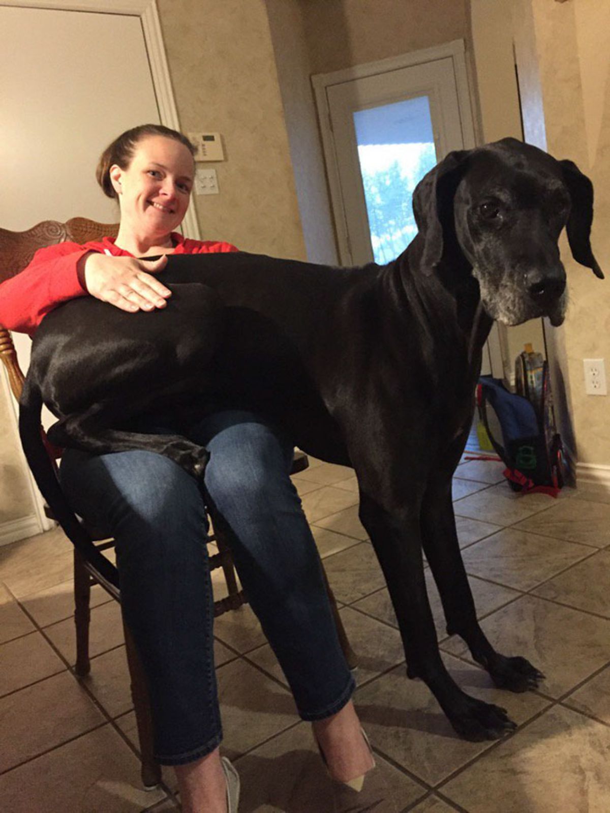 black great dane sitting on a woman's lap with the front legs placed on the floor
