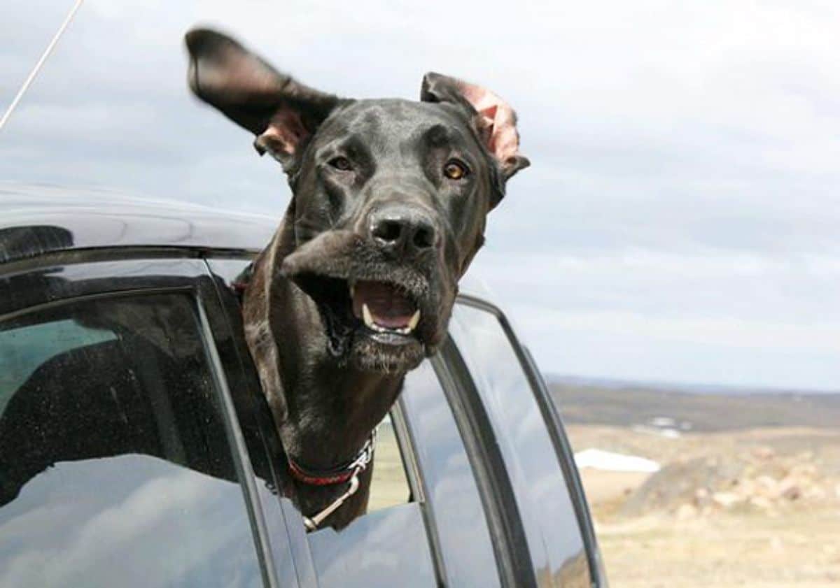 black great dane sticking head out of the window with the ears being blown back by the wind