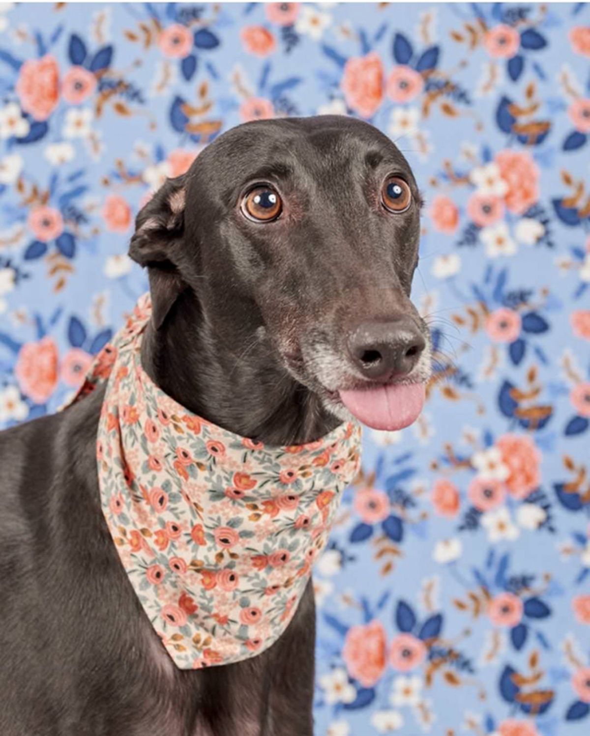 black greyhound wearing a floral bandana and standing with the tongue sticking out slightly