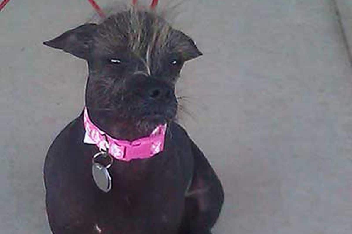 black grumpy looking dog with white fur on the head wearing a pink and white collar