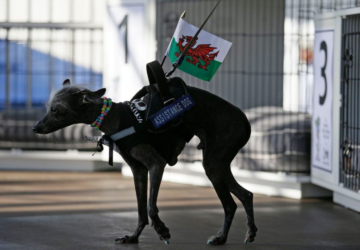 black hairless chinese crested dog wearing an ASSISTANCE DOG vest with a Welsh flag stuck to it