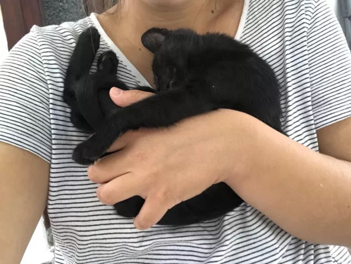 black kitten curled up in someone's arm and being cuddled