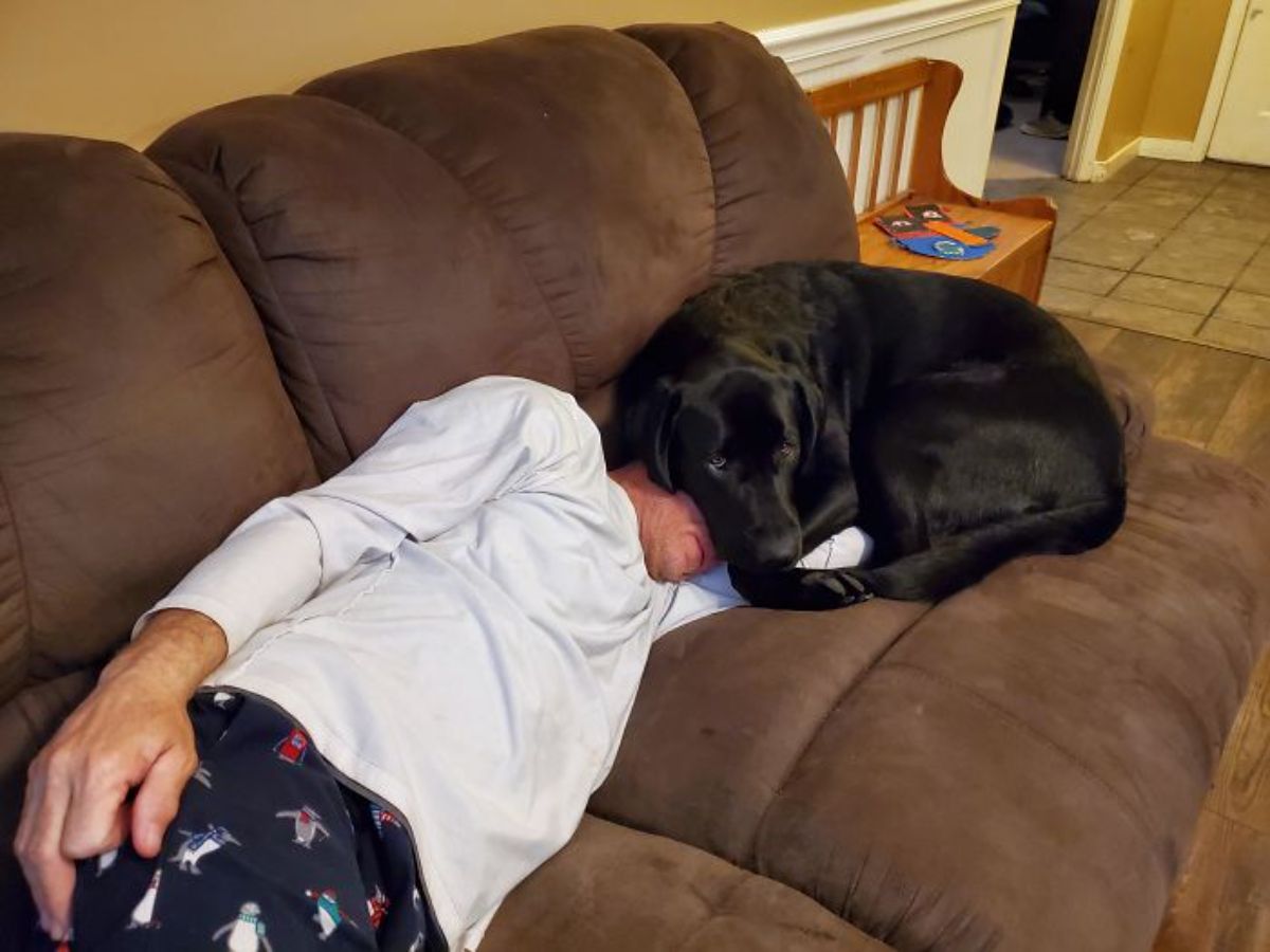 black labrador retriever curled up on a brown sofa with the head placed on a sleeping man's face