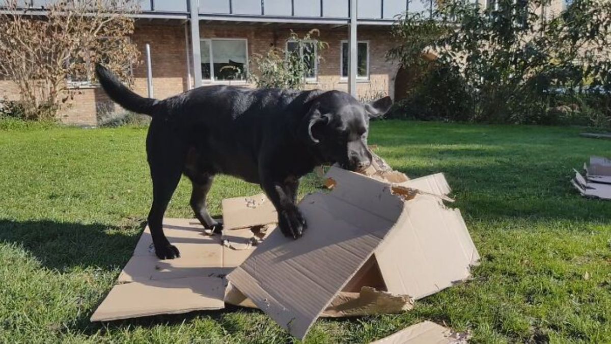 black labrador retriever in a garden ripping up a large cardboard box