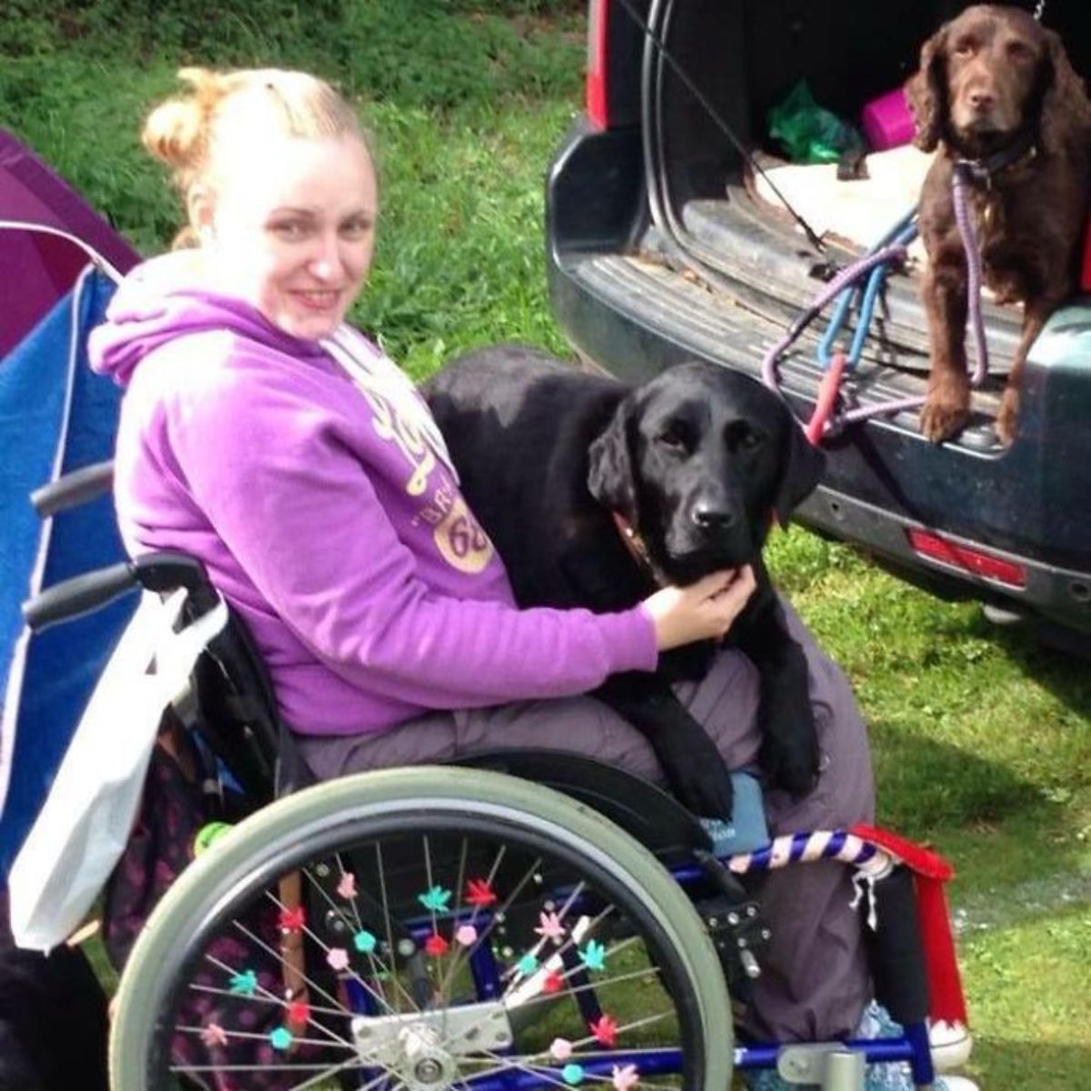 black labrador retriever laying across the lap of a woman in a wheelchair with a brown dog in the boot of a nearby vehicle