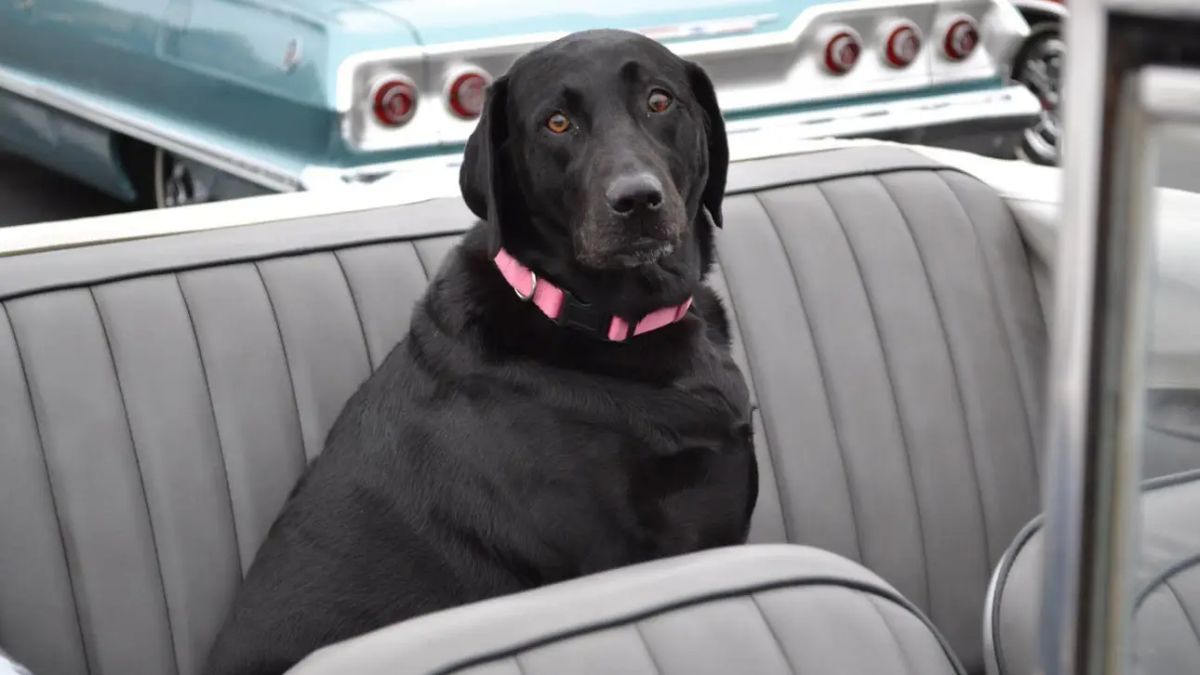 black labrador retriever sitting in the backseat of a convertible