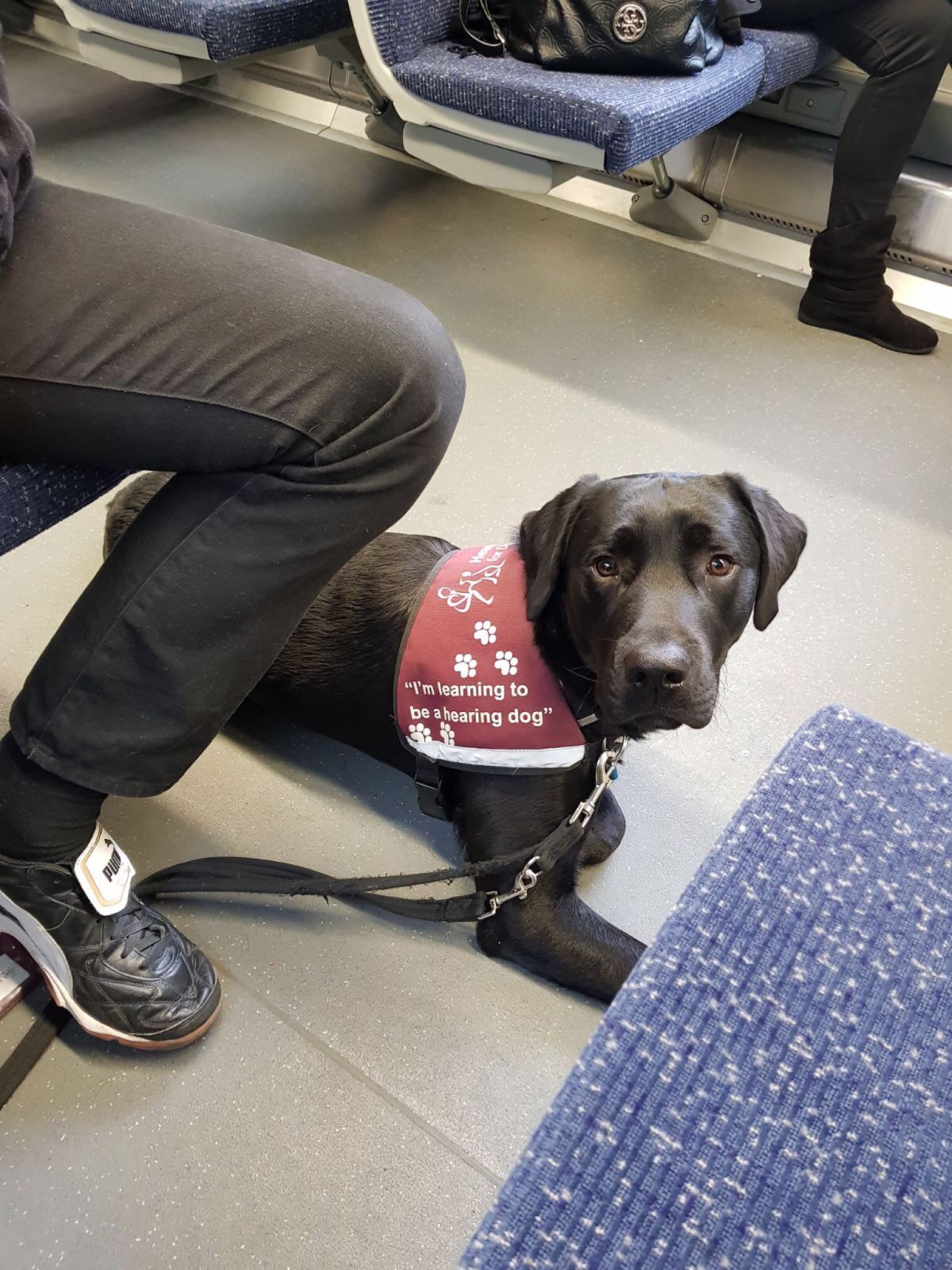 black labrador retriever wearing a red and white training to be a hearing dog jacket laying on the floor by a person
