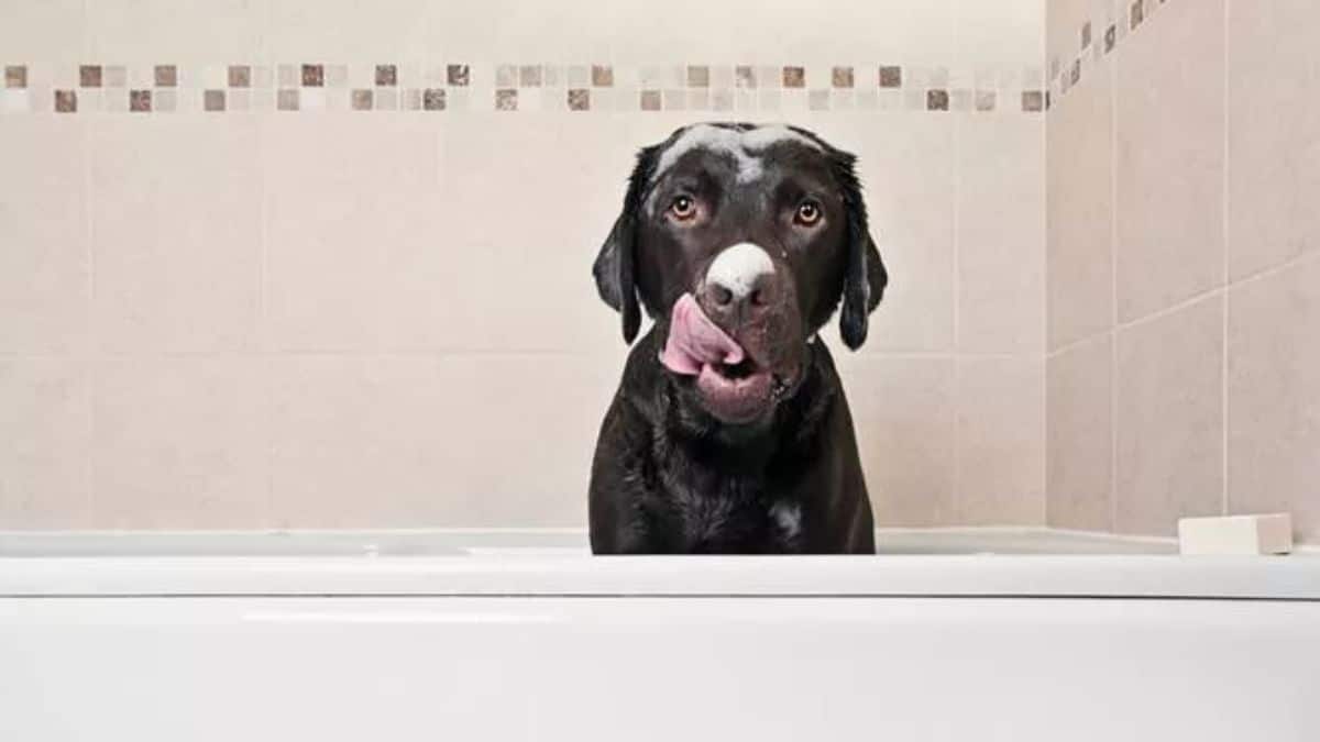 black labrador retriever in a white bathtub with soap suds on the head and nose