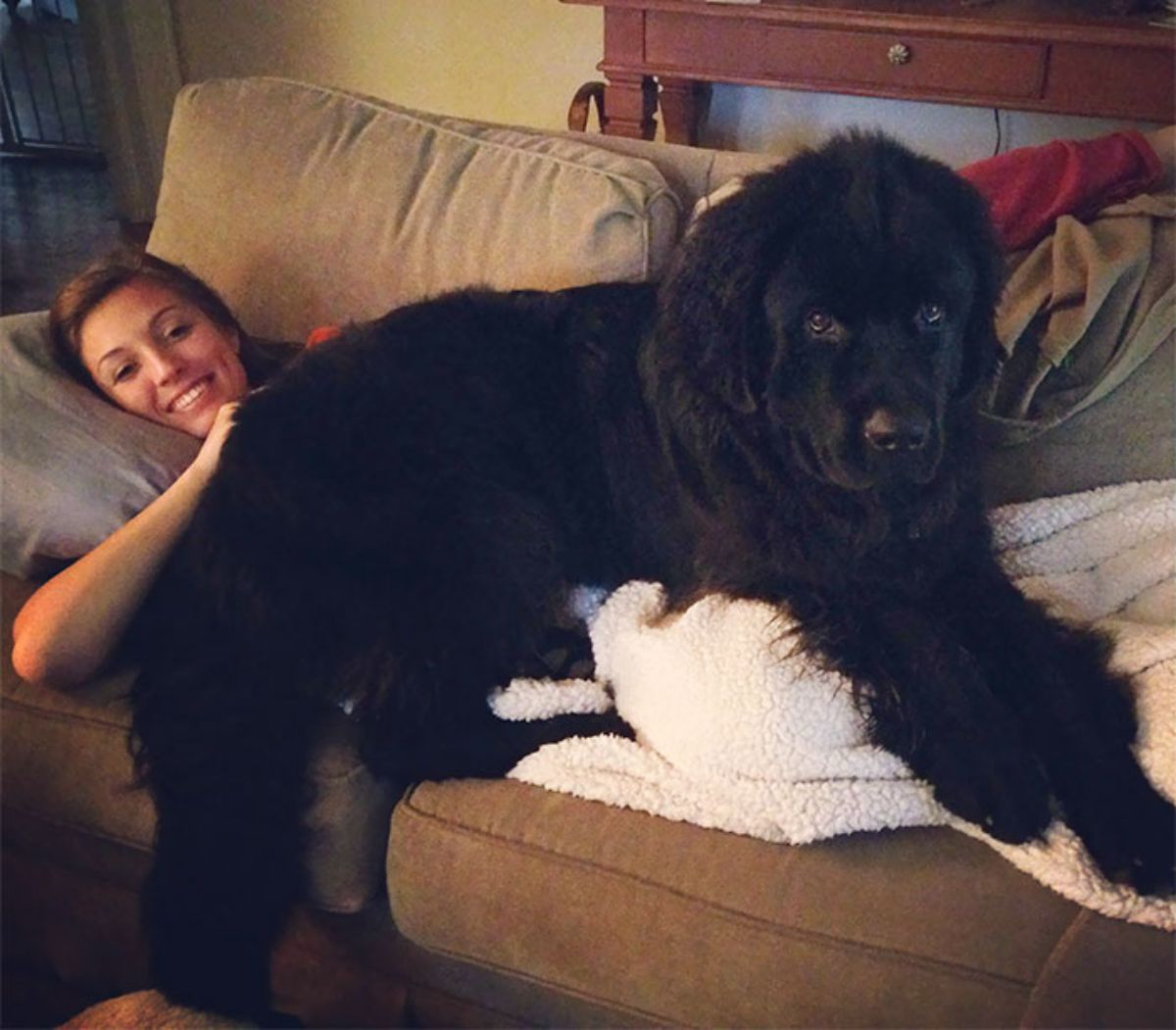 black newfoundland laying on a woman laying on a brown sofa