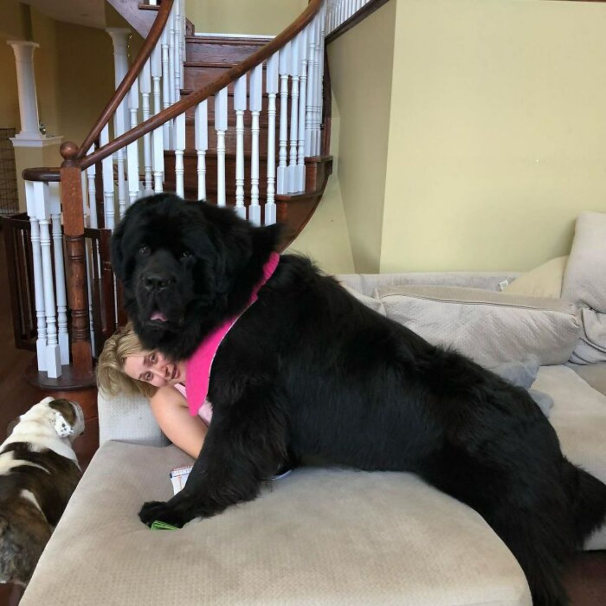 black newfoundland laying on a woman on a large grey sofa with a brown and white dog next to them on the floor