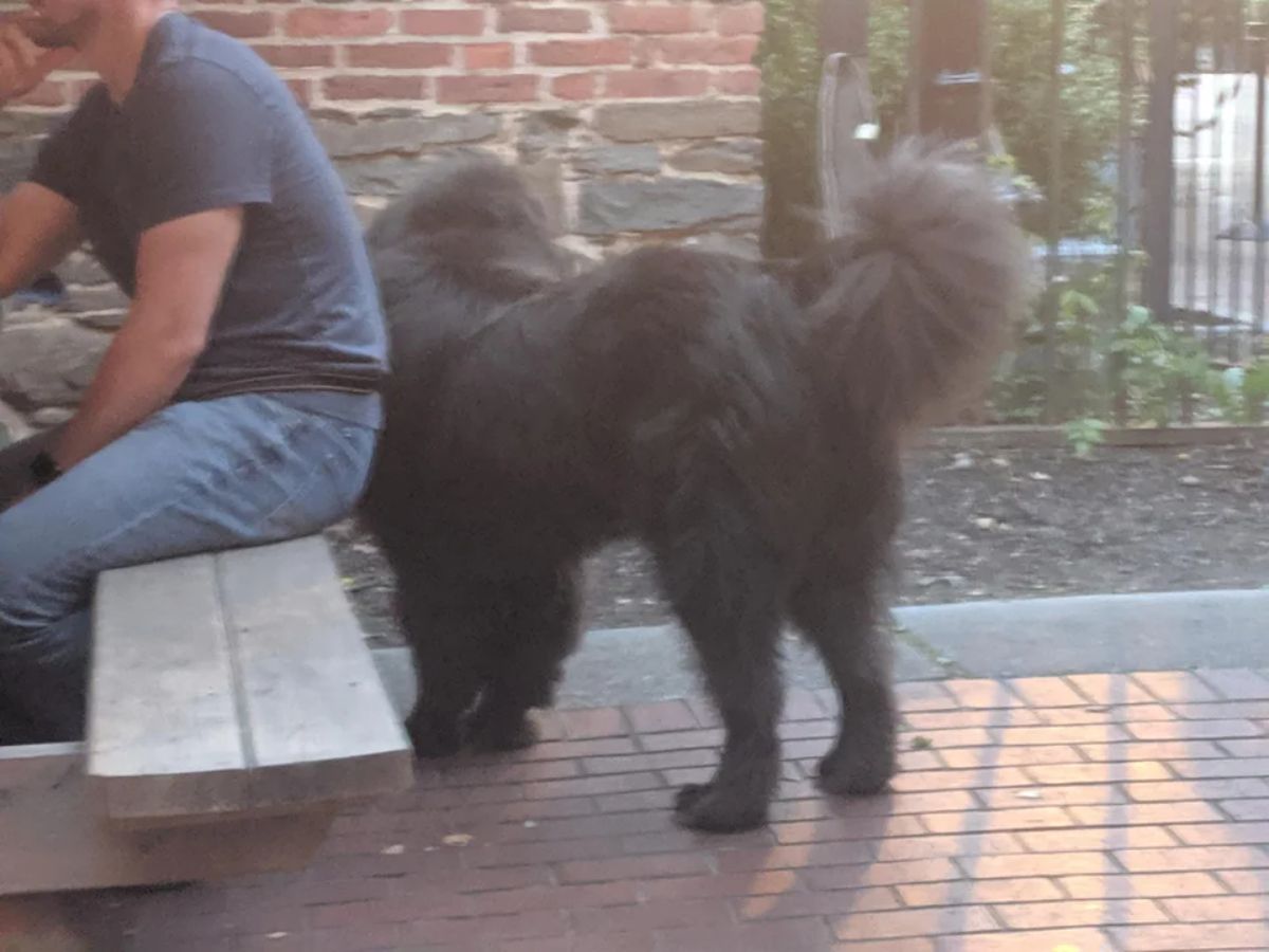 black newfoundland standing behind a person sitting on a bench