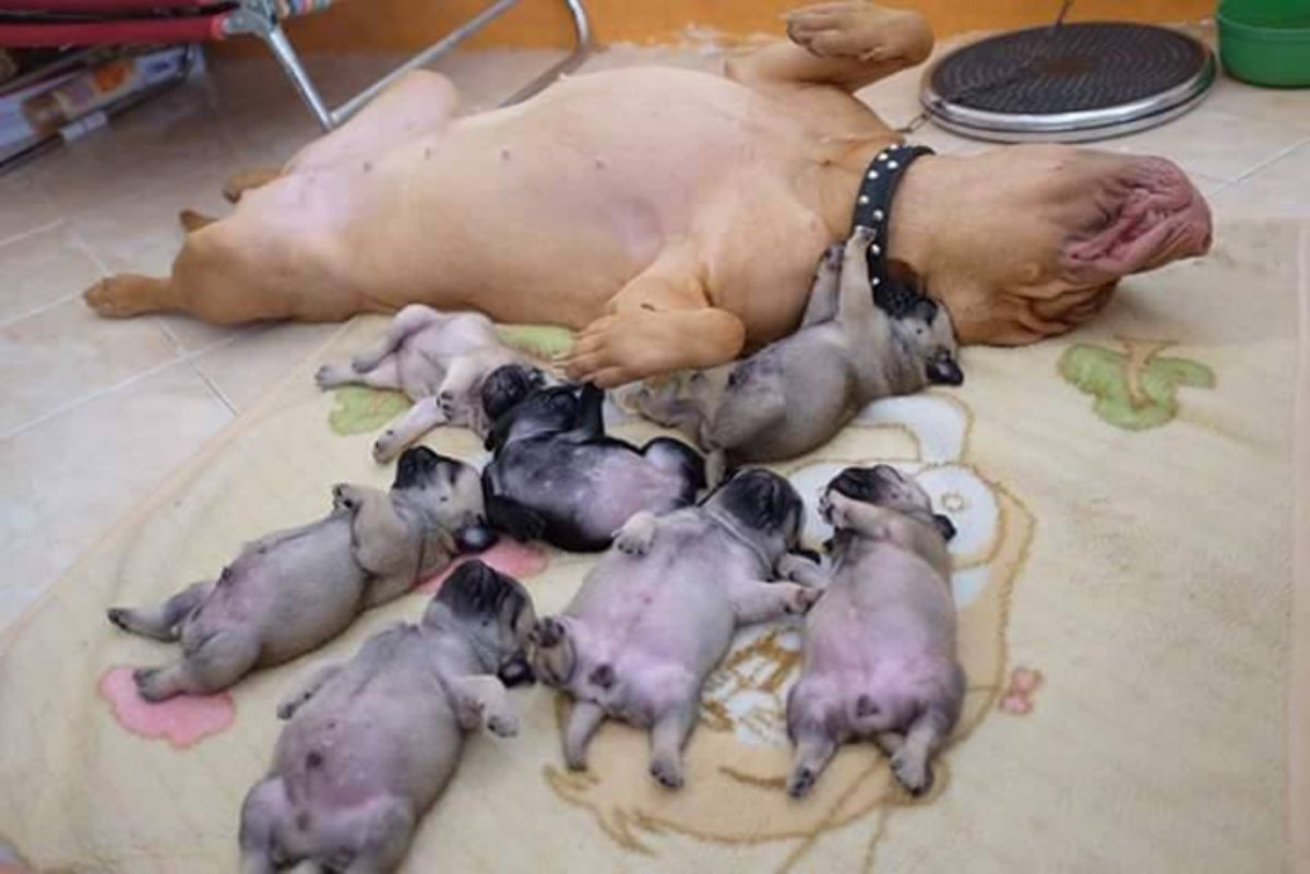 black pitbull sleeping belly up with a bunch of puppies doing the same
