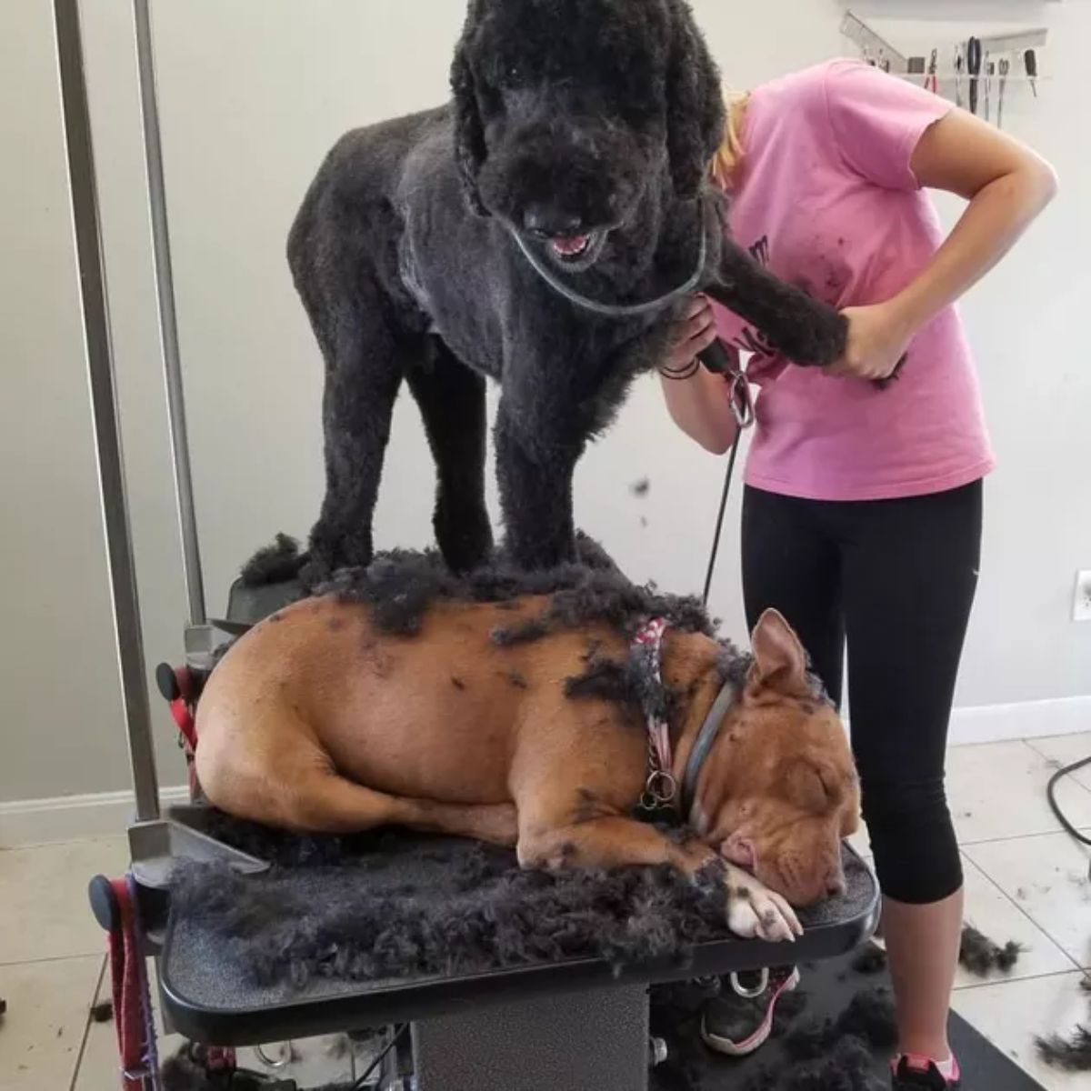black poodle getting shaved white standing on a brown pitbull on a table