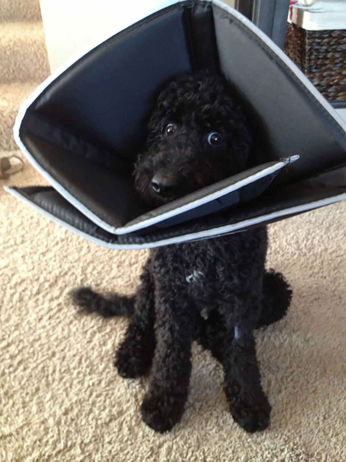 black poodle wearing a large padded black and white cone collar