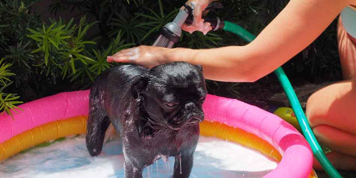 black pug in a pink kiddie pool and getting bathed