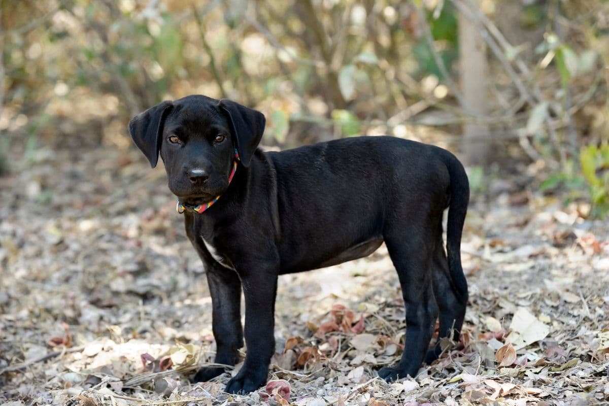Black puppy standing on fallen leaves in the forest.