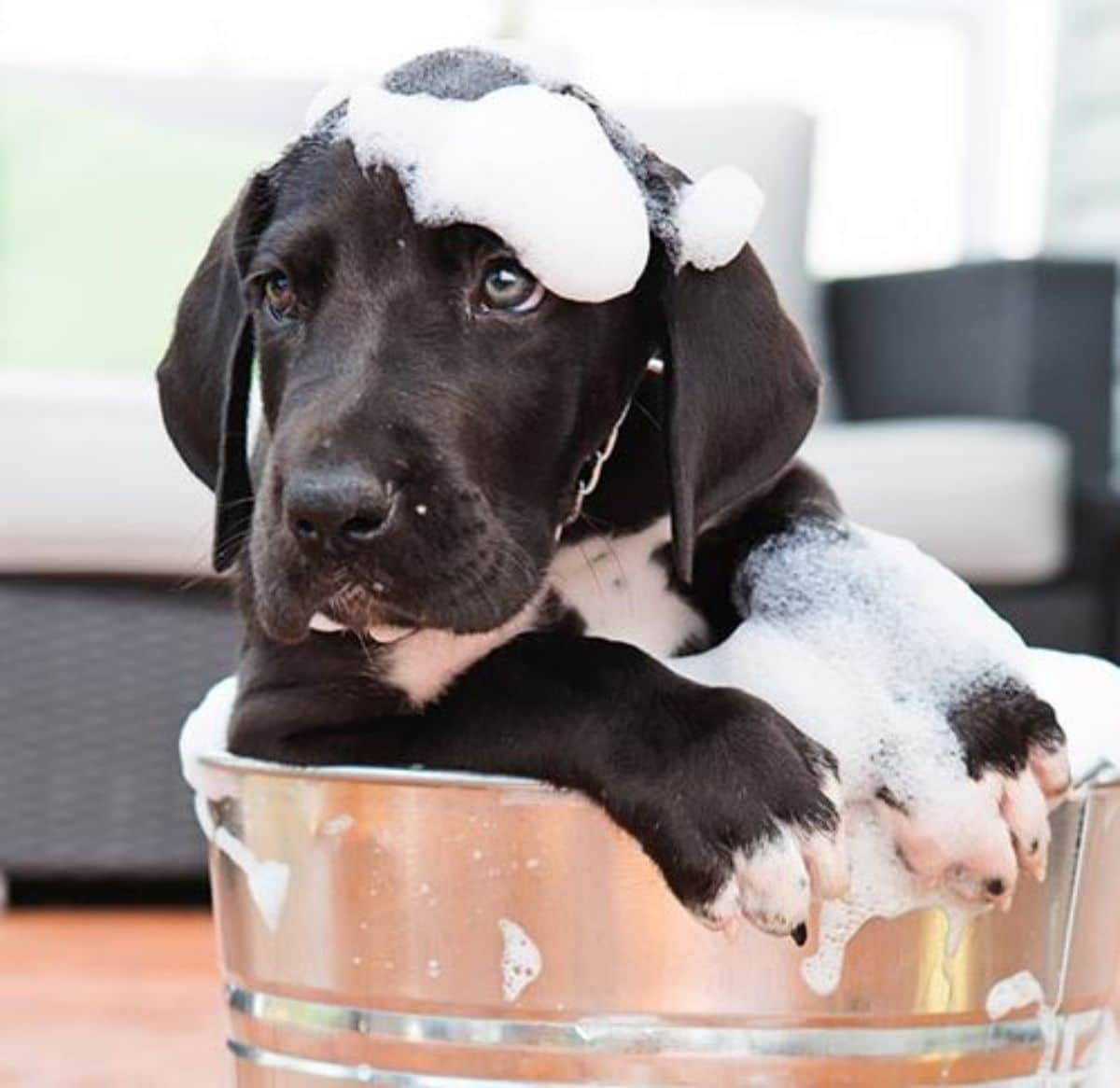 black puppy covered in soap suds inside a bucket