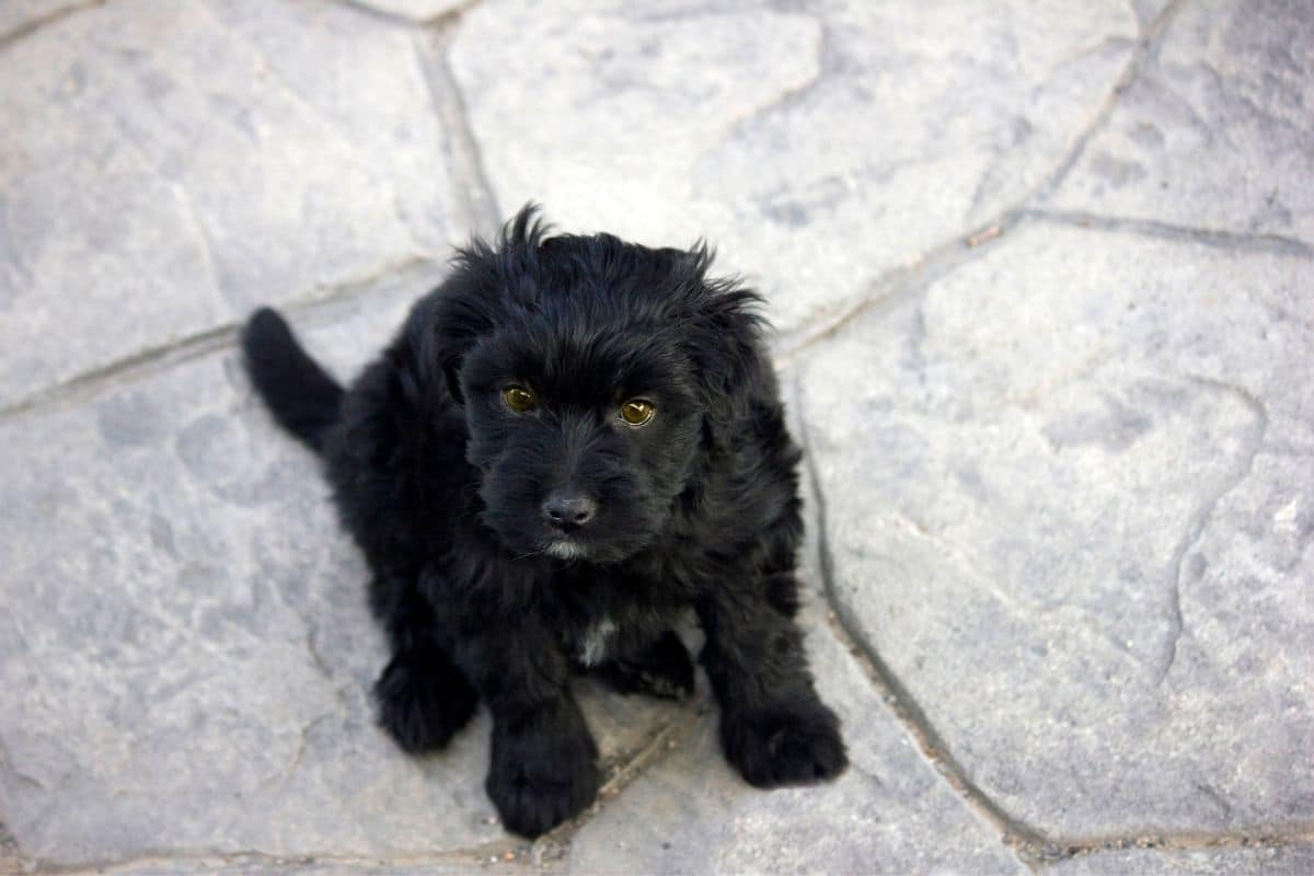 Fluffy black puppy sitting on the rocky pavement.