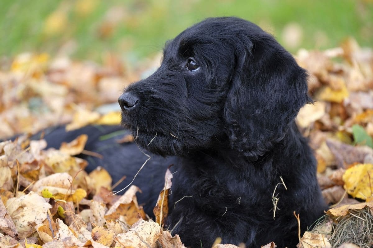 Fluffy black puppy lying in fallen leaves.