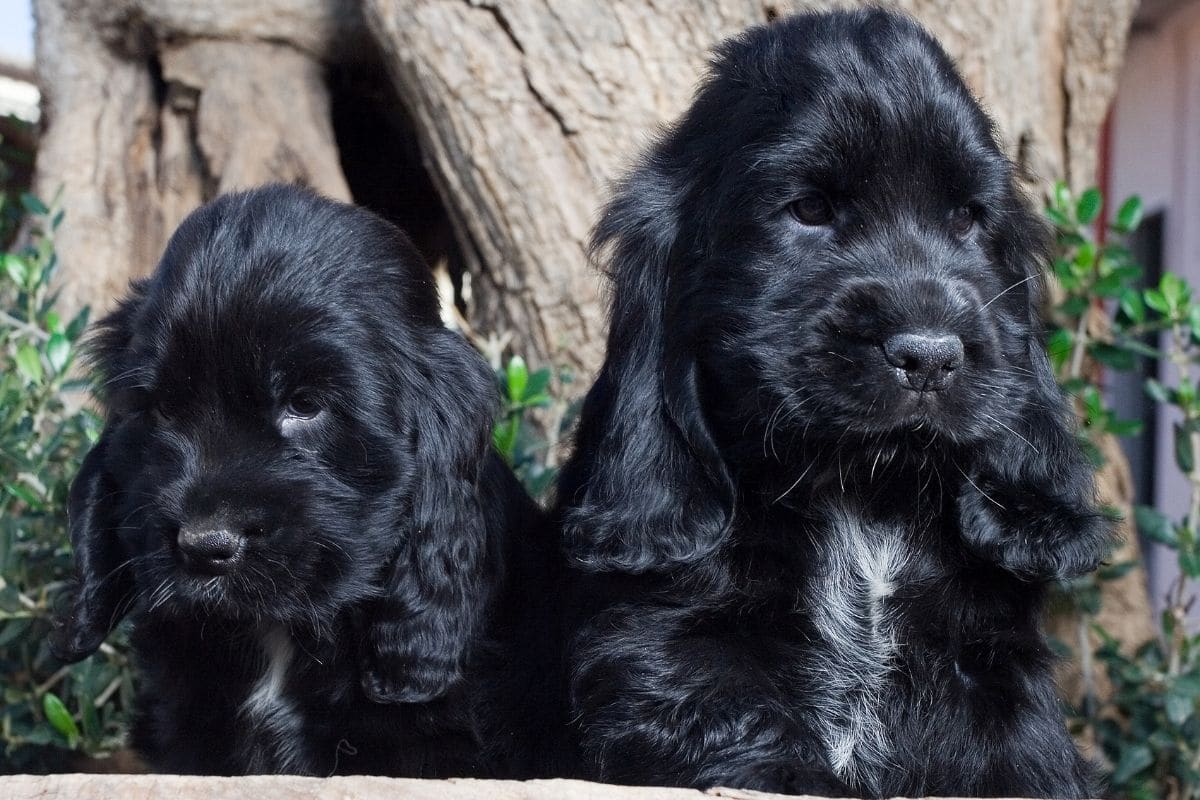 Two fluffy black puppies are standing in front of a big tree
.