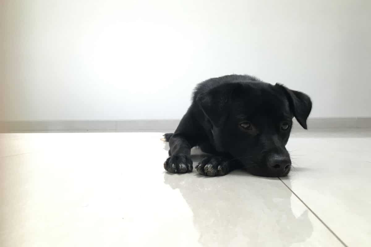 Tired-looking black puppy is lying on the white floor.