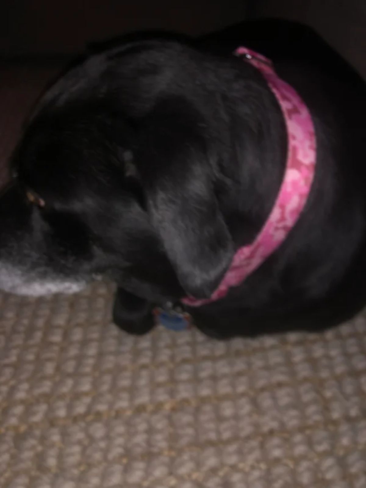 black puppy in a pink collar laying down