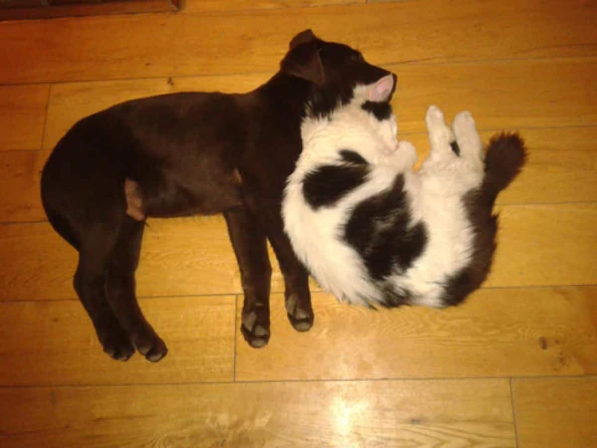 black puppy laying on the floor sleeping with a fluffy black and white cat cuddling with the puppy