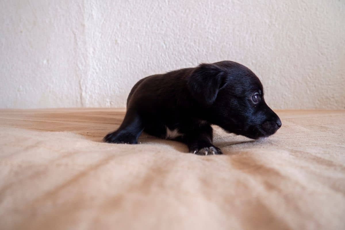 A small black puppy is lying on an orange sheet
.