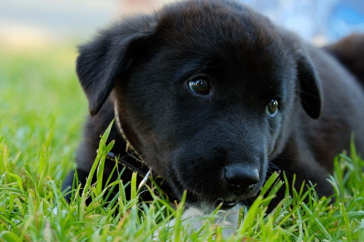 Small black puppy lying on green grass.