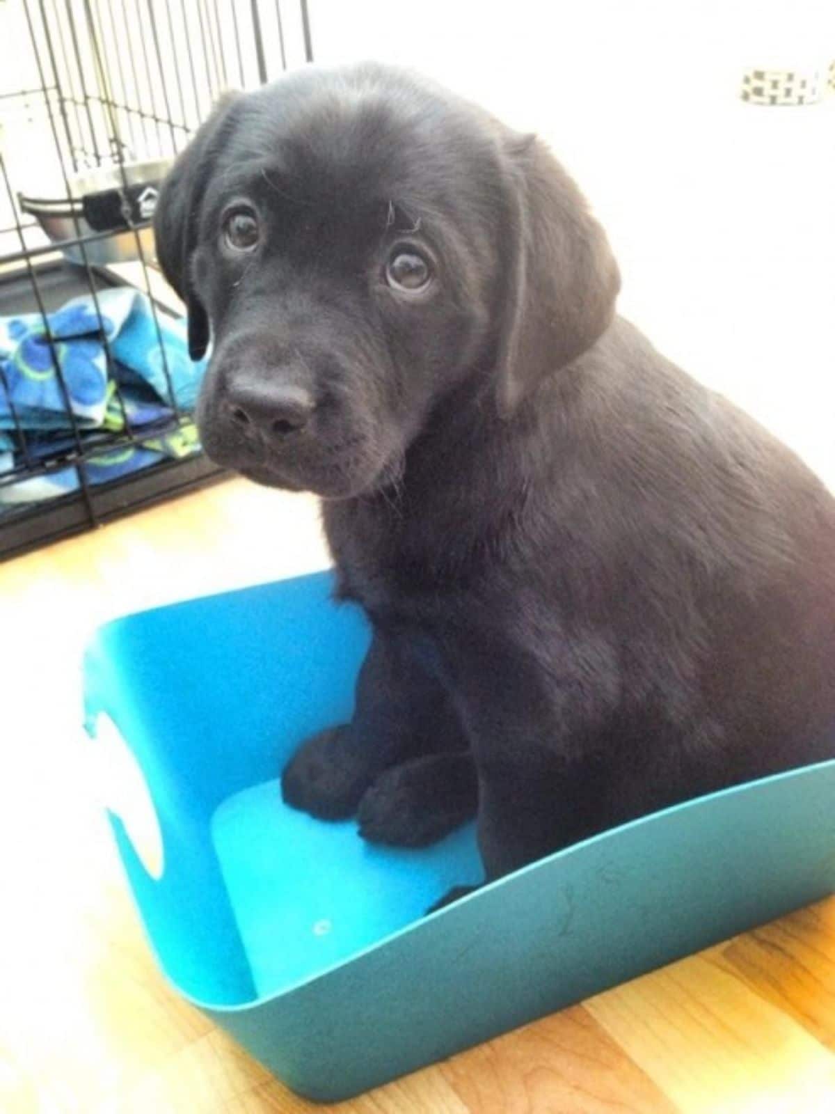 black puppy sitting on its haunches in a blue tray with the back legs between the front legs