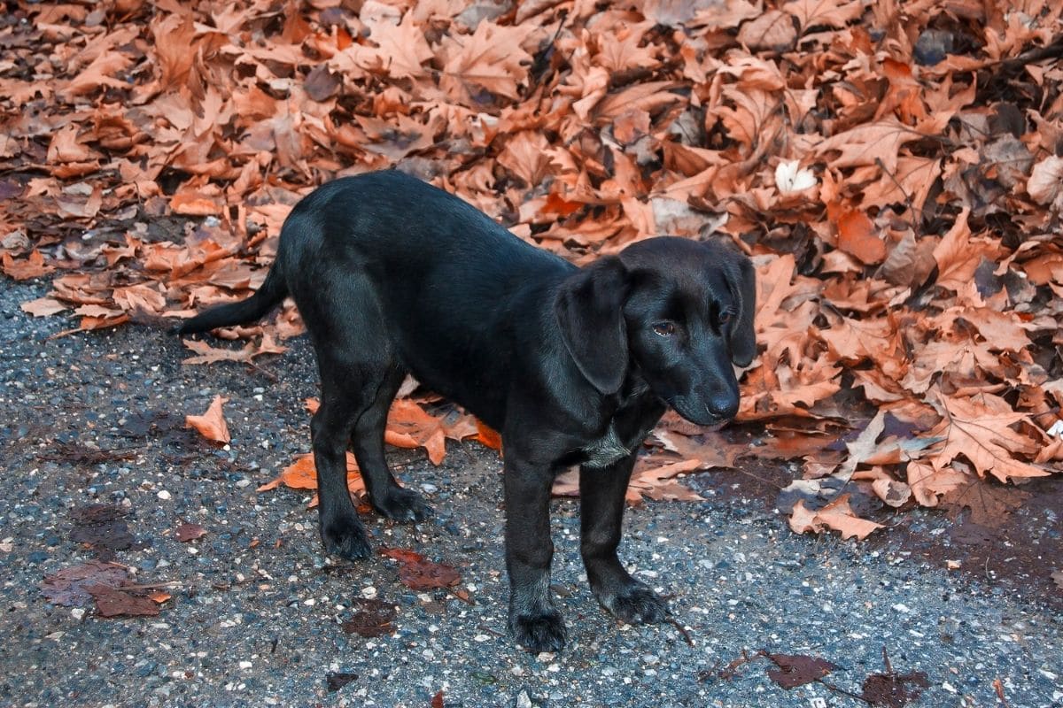 A black female puppy is standing on a black pavement near fallen leaves.