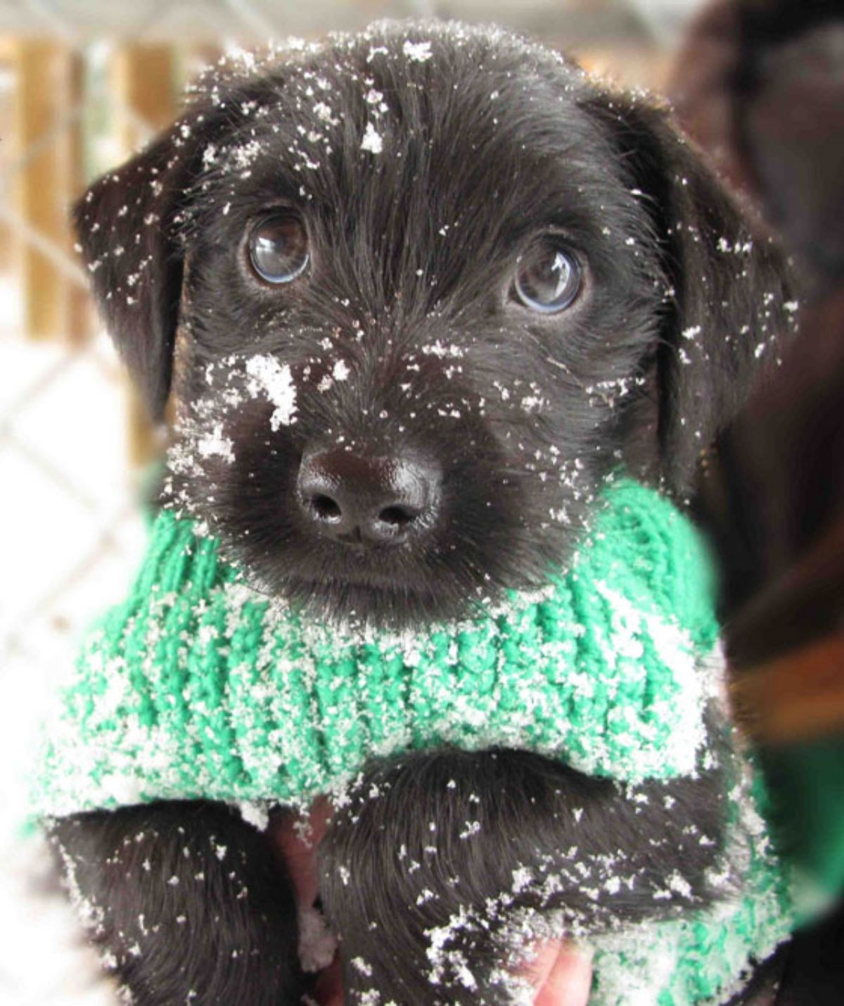 black puppy wearing a green sweater and covered in snow and being held by someone