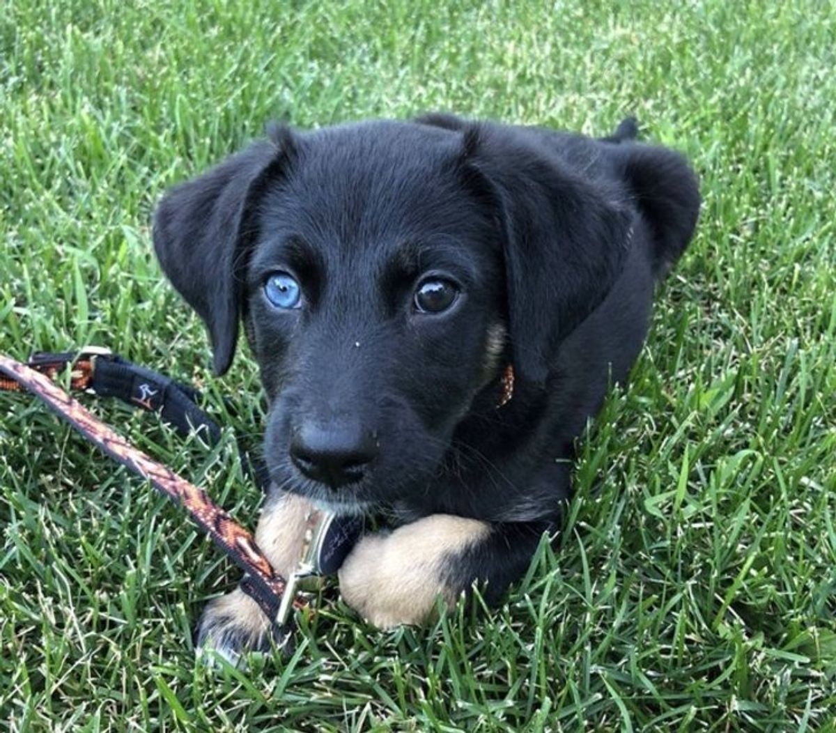 black puppy with brown legs with a blue right eye and black left eye laying on grass