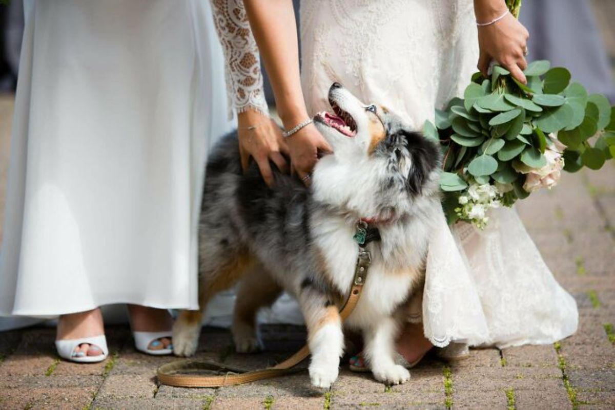 black white and brown australian shepherd looking up lovingly at 2 brides