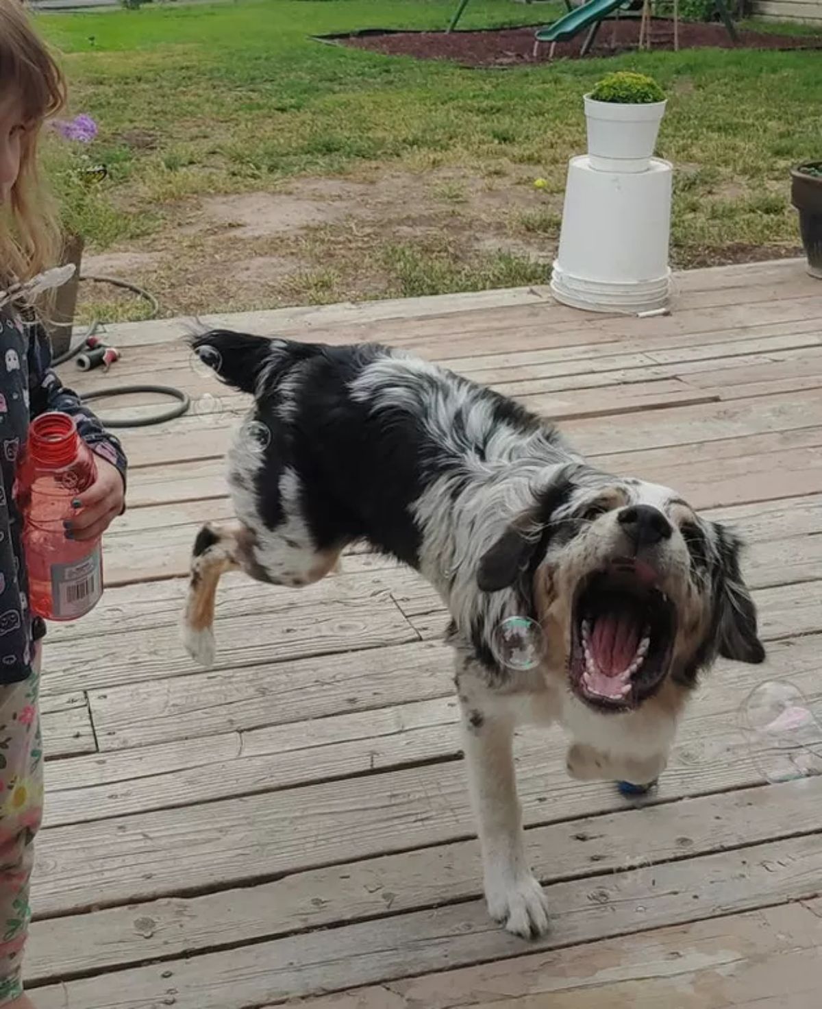 black white and brown australian shepherd trying to catch bubbles