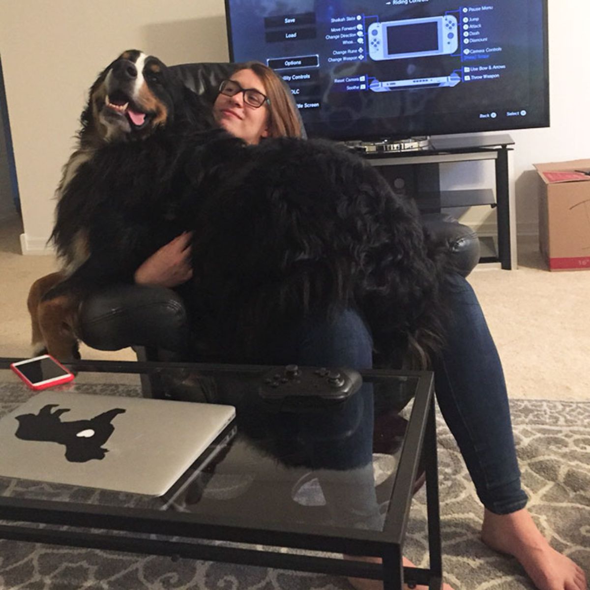 black white and brown bernese mountain dog laying across a woman's lap