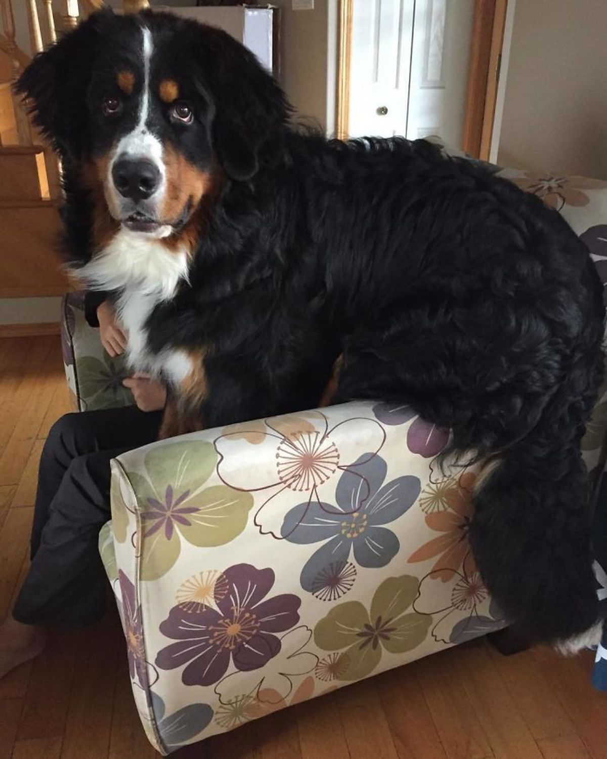 black white and brown bernese mountain dog laying on a boy