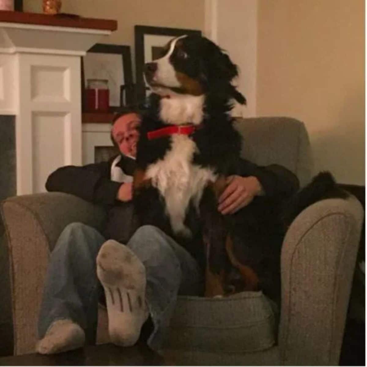 black white and brown bernese mountain dog sitting on a man's lap
